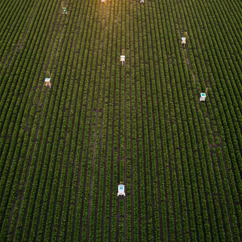 Pheromonfallen, die im Feld als Bekämpfungsmethode für den Stängelbohrer aufgestellt wurden.