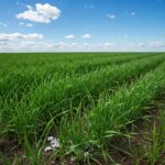 Campo agrícola vigoroso gracias a hongos promotores del crecimiento.