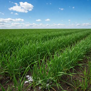 Campo agrícola vigoroso gracias a hongos promotores del crecimiento.