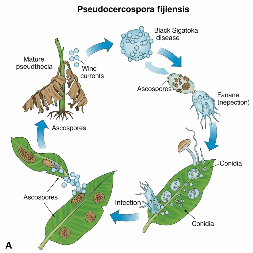 Ciclo de vida Pseudocercospora fijiensis, reproducción Sigatoka Negra, patógeno del banano.