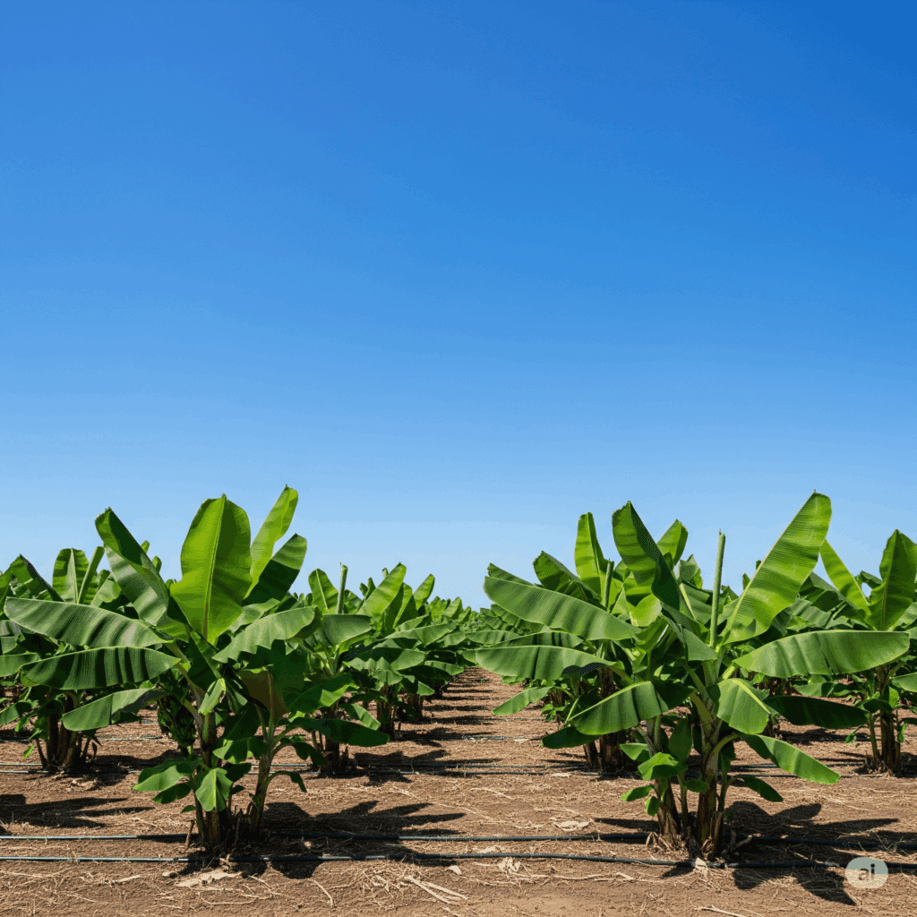 Healthy and vigorous banana plantation, disease-free plantain cultivation, future of banana agriculture.