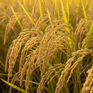 Gemini Generated Image pn57bmpn57bmpn57