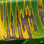 Hojas de banano afectadas por Sigatoka Negra, síntomas severos en hoja de plátano, enfermedad fúngica banano.