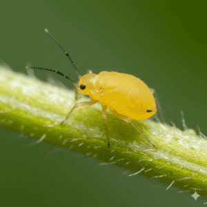 Acercamiento pulgón amarillo