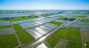 Gemini Generated Image amoh7oamoh7oamoh