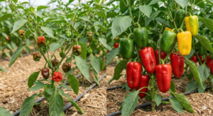 Gemini Generated Image d18yikd18yikd18y