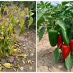 Gemini Generated Image ia5b54ia5b54ia5b