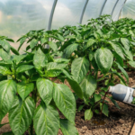 Bioestimulantes en trasplante de pimiento